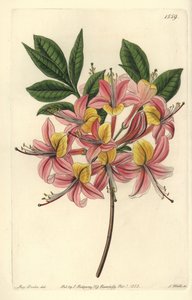 Azalea gialla da Sydenham Teast Edwards