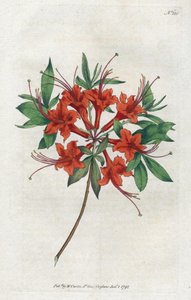 Azalea a fiori nudi (Rhododendron periclymenoides) da Sydenham Teast Edwards