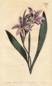 Babiana profumata con fiori lilla pallido da Sydenham Teast Edwards