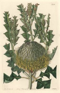Banksia speciosa, originaria dell