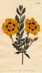 Cisto bello con fiori gialli vivaci decorati con cremisi da Sydenham Teast Edwards