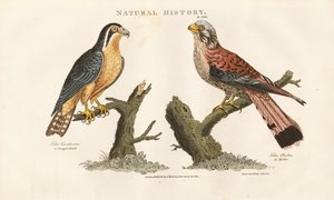 Falco del Bengala e Falco dai piedi rossi da Sydenham Teast Edwards