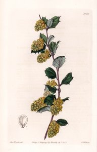 Berberis - Tavola incisa da S. Watts, da un
