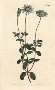 Felicia, Margherita del Capo o Aster del Capo - Felicia amelloides (Cineraria a fiori blu o aster del Capo, Cineraria amelloides) - Incisione a mano colorata a rame di Sansom da un