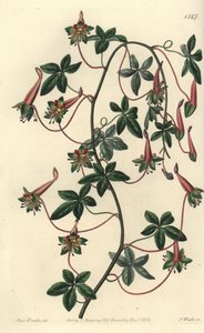 Capuchin della Bolivia - Tropaeoleum pentaphyllum. Incisione a mano colorata a rame di S. Watts da un