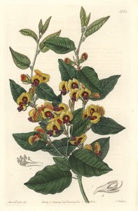 Bossiaea a fiori di grado, originaria dell