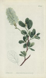 Incisione botanica da Sydenham Teast Edwards