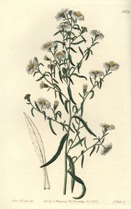 Aster fragile da Sydenham Teast Edwards