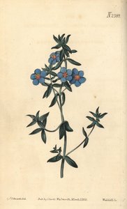 Pimpinella a foglie larghe, Anagallis latifolia