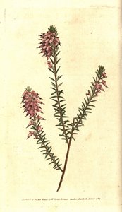Erica erbacea da Sydenham Teast Edwards