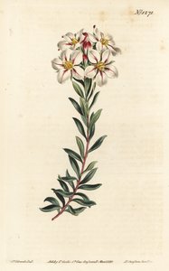 Buchu, Adenandra villosa da Sydenham Teast Edwards