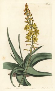 Varietà di bulbine, Bulbine alooides da Sydenham Teast Edwards