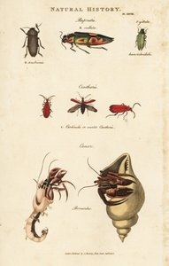 Bupreste e paguro (bernardo l