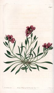 Calandrinia varietà, nativa dell