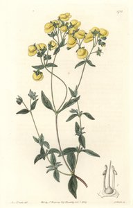Calceolaire o piccola pantofola o borsetta da signora, nativa del Cile da Sydenham Teast Edwards