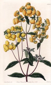 Calceolaria rugosa da Sydenham Teast Edwards