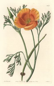 Papavero della California