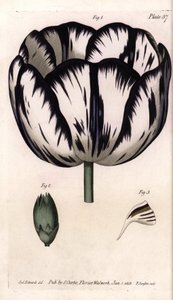 Calice di tulipano e garofano. Incisione a rame colorata, illustrazione di Sydenham Edwards per le Conferenze di Botanica, Giardino Botanico di Lambeth (Inghilterra) da Sydenham Teast Edwards
