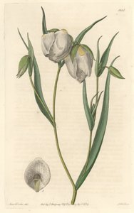 Calochorte (mariposa) o cyclobothre con fiori bianchi, nativa della California da Sydenham Teast Edwards