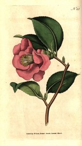 Camelia giapponese da Sydenham Teast Edwards