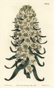 Campanula con fiori bellissimi - Campanula speciosa da Sydenham Teast Edwards