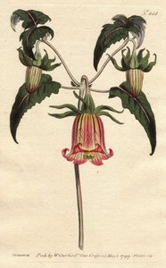 Canarina campanula