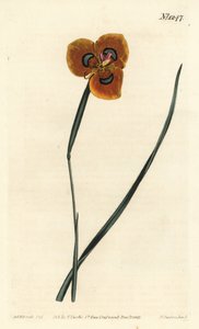 Tulipano del Capo - Moraea tulbaghensis da Sydenham Teast Edwards