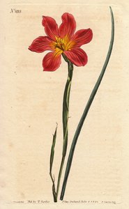 Tulipano del Capo da Sydenham Teast Edwards