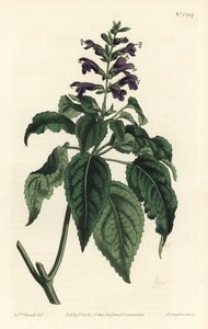 Salvia caraibica - Salvia lamiifolia