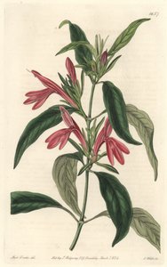 Carmantine, nativa del Brasile