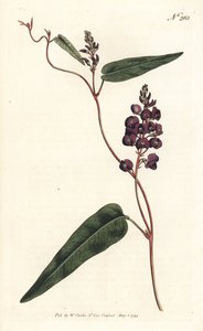 Caulinia bimaculata da Sydenham Teast Edwards