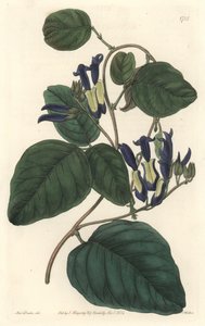 Caulinia nerastra, nativa dell