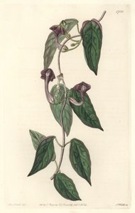 Ceropegia elegante, originaria dell