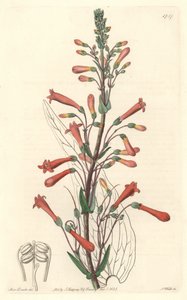 Chelone (o Galane) con foglie di valeriana, nativa della California da Sydenham Teast Edwards