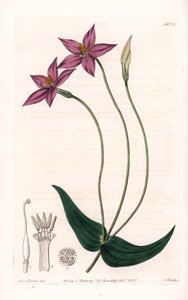 Chironia Variete da Sydenham Teast Edwards
