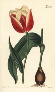 Tulipano Claramond, Tulipa suaveolens var. latifolia da Sydenham Teast Edwards