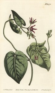 Matelea obliqua da Sydenham Teast Edwards