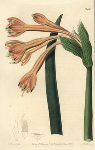 Clinanthus fulvus da Sydenham Teast Edwards
