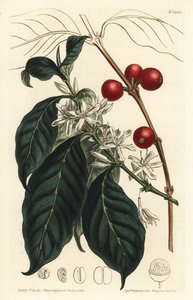 Caffè arabica - Albero del caffè, Coffea arabica. Incisione a mano colorata a rame di F. Sansom Jr. da un