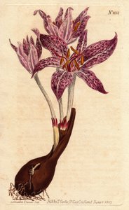 Colchico zafferano dei prati, con bulbo e diversi fiori viola macchiati. Colchicum variegatum da Sydenham Teast Edwards