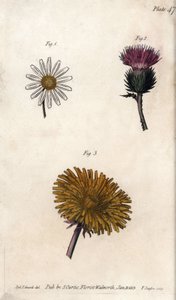 Fiori compositi: prepacket, cardo degli asini (o falso acanto onopordum) e dente di leone (incisione colorata di Sydenham Edwards per le Conferences of Botanical, Botanical Garden of Lambeth) da Sydenham Teast Edwards