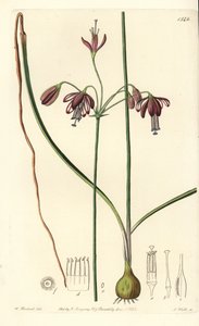 Corallo del Messico o goccia di corallo - Bessera elegans da Sydenham Teast Edwards