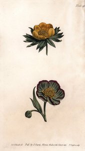 Corolla di eranthis invernale (o elleborina o aconito invernale) e elleboro fetido. Incisione a rame colorata, illustrazione di Sydenham Edwards per le Conferenze di Botanica, Giardino Botanico di Lambeth (Inghilterra) da Sydenham Teast Edwards