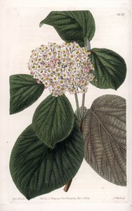 Cotone Viorne da Sydenham Teast Edwards