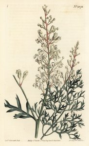 Cespuglio increspato o tanaceto - Cespuglio increspato o felce prezzemolo, Lomatia silaifolia da Sydenham Teast Edwards
