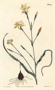 Moraea a foglie arricciate, Moraea crispa da Sydenham Teast Edwards