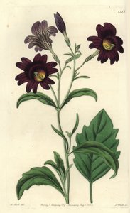 Salpiglossis sinuata - Lingua dipinta, Salpiglossis sinuata da Sydenham Teast Edwards