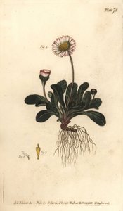 Margherita, Bellis perennis da Sydenham Teast Edwards