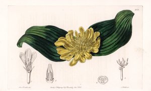 Daubenya Variete - Tavola incisa da S. Watts, da un