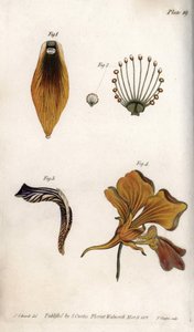 Descrizione dettagliata del fusto e della corona della fritillaria. Incisione a rame colorata, illustrazione di Sydenham Edwards per le Conferenze di Botanica, Giardino Botanico di Lambeth (Inghilterra) da Sydenham Teast Edwards